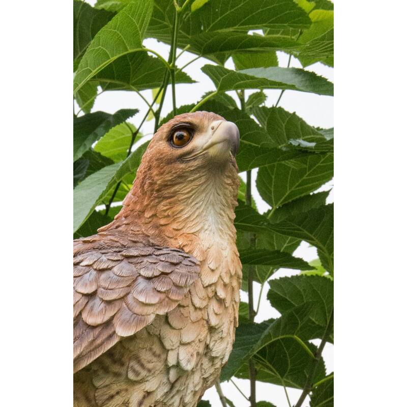 Wild Hawk on Branch Outdoor Garden Statue - 17.5" - Brown