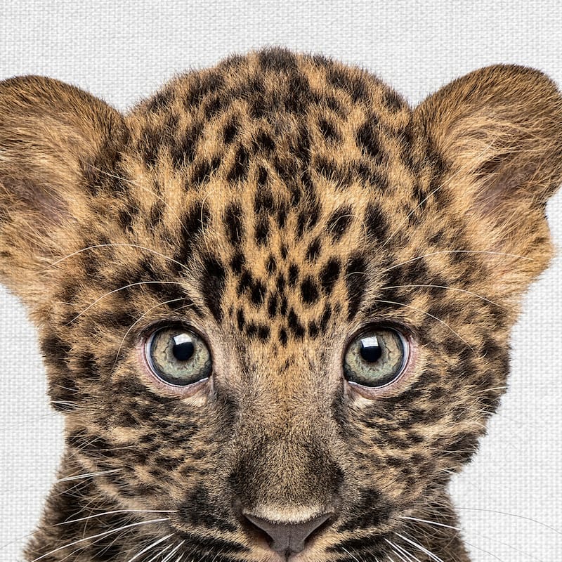 Baby Fox Square, Baby Goat, Baby Lion, Leopard by Tai Prints Canvas Art Prints