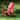 Cambridge Casual Austin Outdoor Adirondack Chair - Red