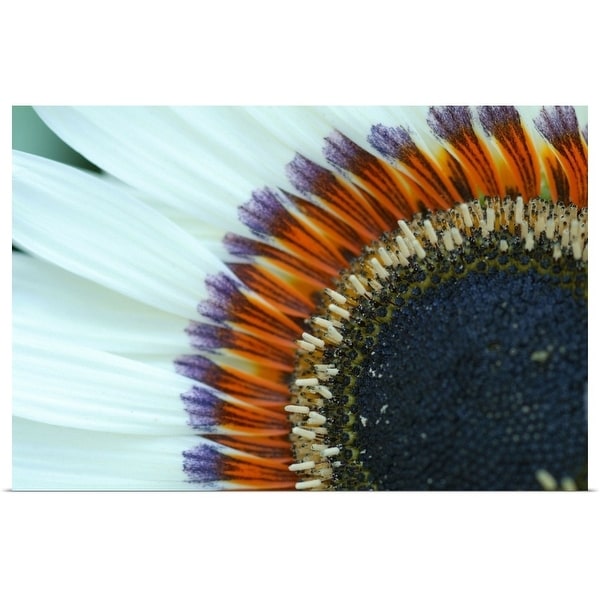 "Close up of sunflower at Van Dusen Botanical Garden, Vancouver." Poster Print