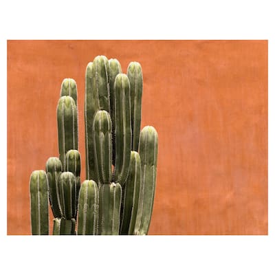 Amber Succulent by Belle Maison Canvas Art Print