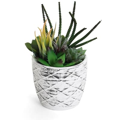 Succulent Garden in Concrete Planter - Mini - Mica - 1 Pack