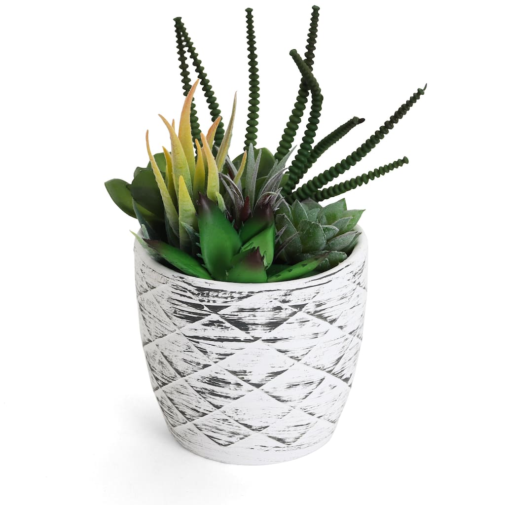 Succulent Garden in Concrete Planter - Mini - Mica - 1 Pack