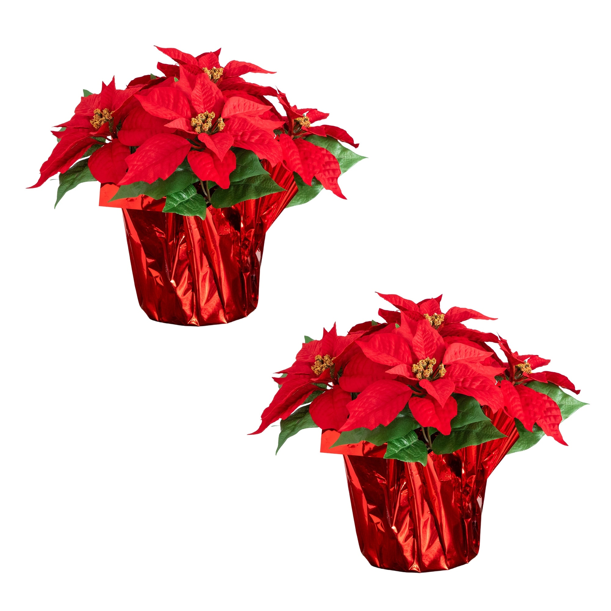 13-in Poinsettia Arrangement in Red Wrapped Planter - Set of 2