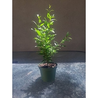 Shop Dwarf Pomegranate Tree Container Patio Bonsai Size Overstock 17936260