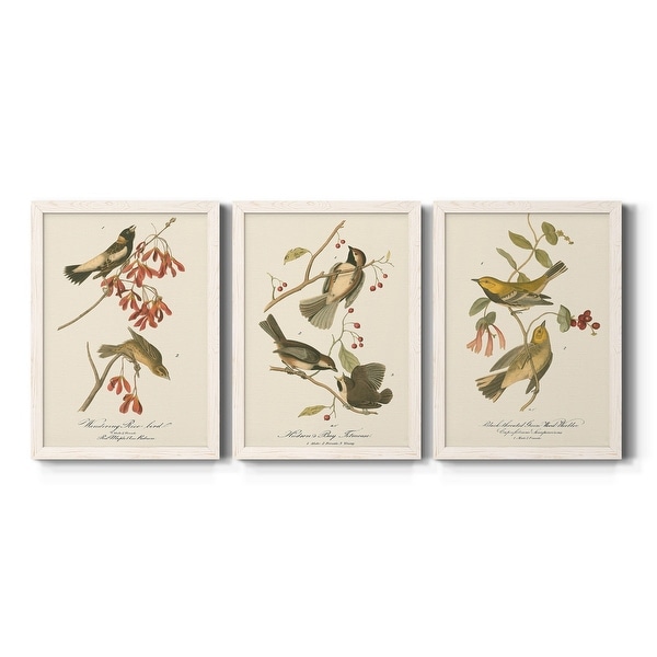Wandering-Rice-Bird-Premium-