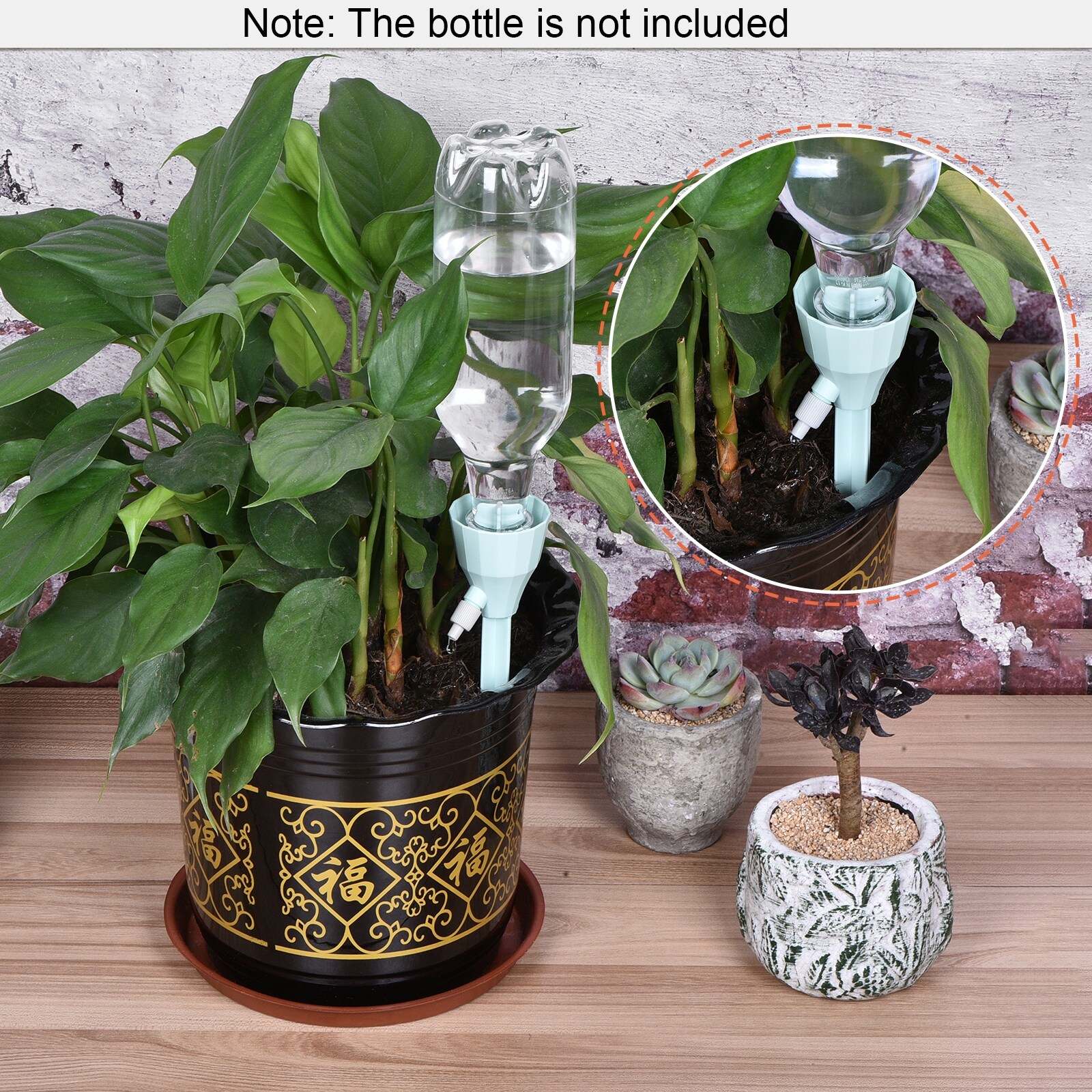 best potting soil for philodendron birkin Birkin Philodendron