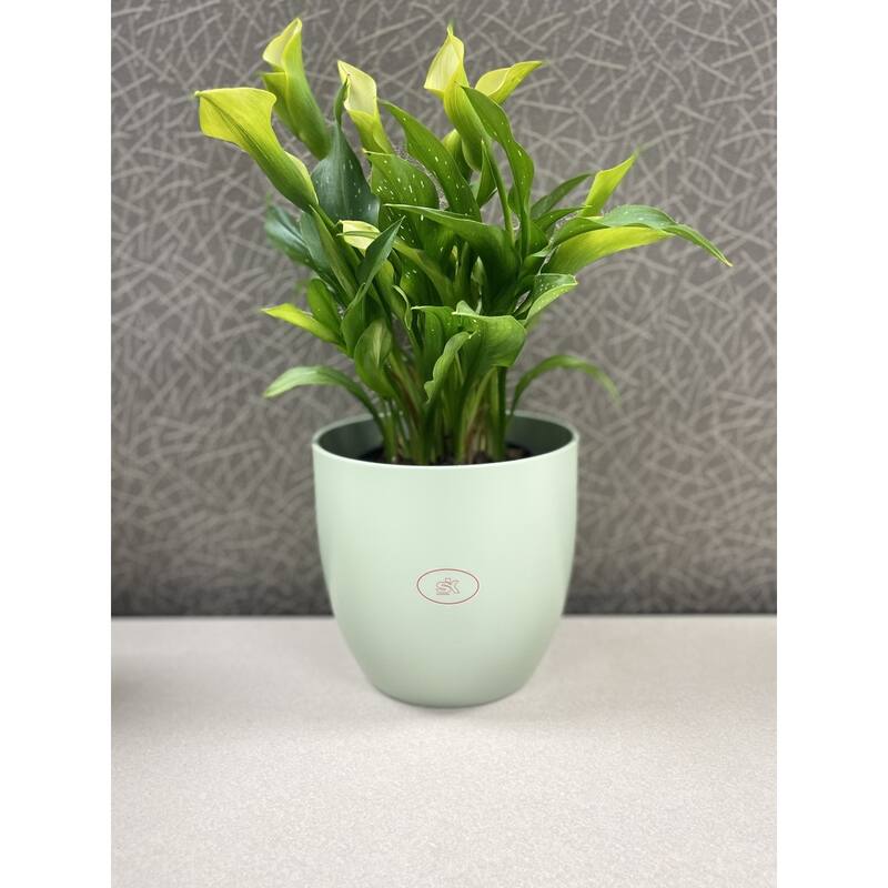 6.3" Ceramic Basel Fashion Indoor Plant Pots - Matte Light Gray, Matte Lavender or Matte Linden Green