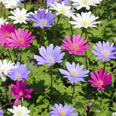 Anemone Blanda Colorful Mix - 15 Bulbs - Blue, Purple & White Flowers Attracts Butterflies & Bees - 15 Bulbs