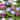 Anemone Blanda Colorful Mix - 15 Bulbs - Blue, Purple & White Flowers Attracts Butterflies & Bees - 15 Bulbs