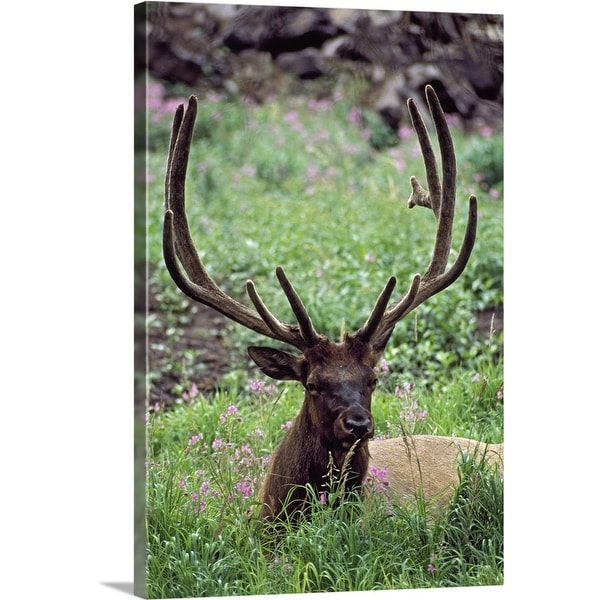 "Bull Elk Resting In Alpine Meadow With Antlers In Velvet" Canvas Wall Art