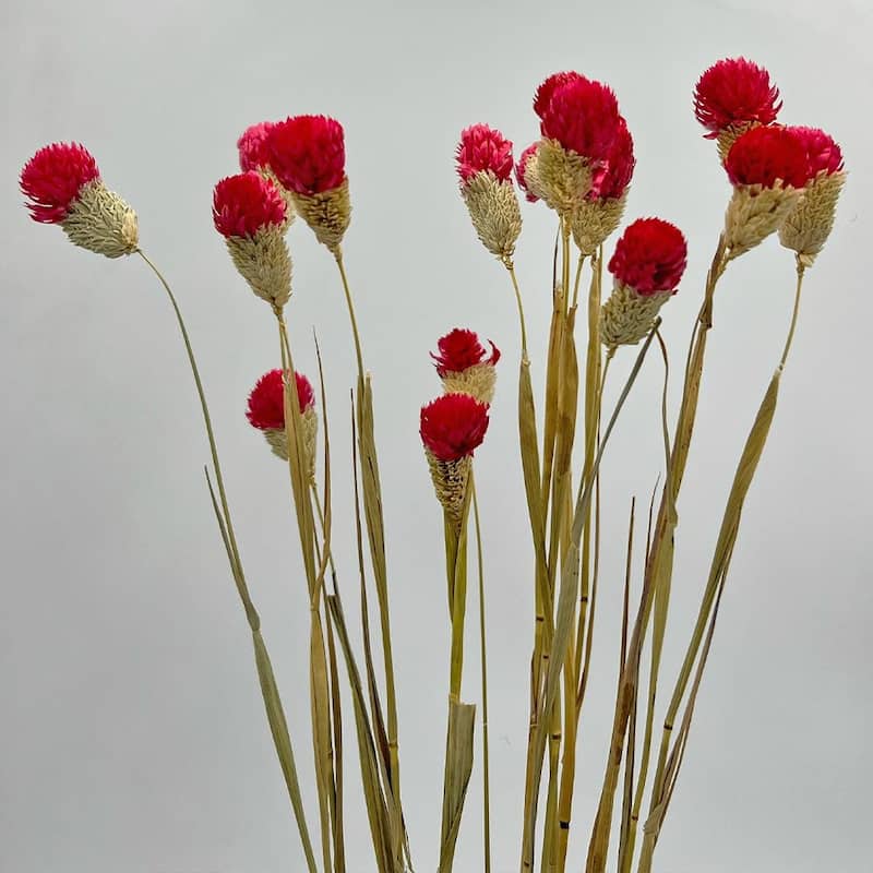 Bundle of 4 Dried Gomphrena Globosa, 22-24" long ,16 pcs/bunch - 22-24 inch