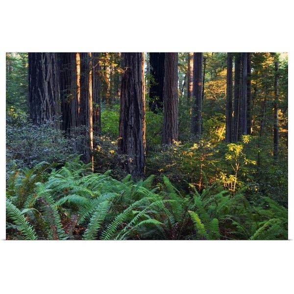 "Ferns growing among redwood trees, Redwood National Park, California" Poster Print