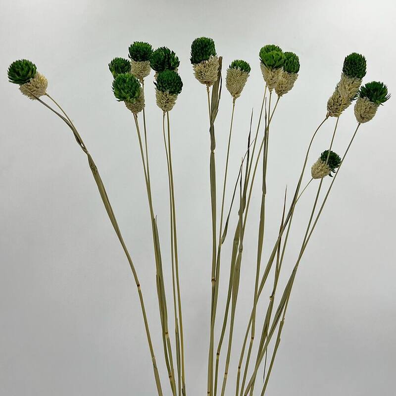 Bundle of 4 Dried Gomphrena Globosa, 22-24" long ,16 pcs/bunch - 22-24 inch