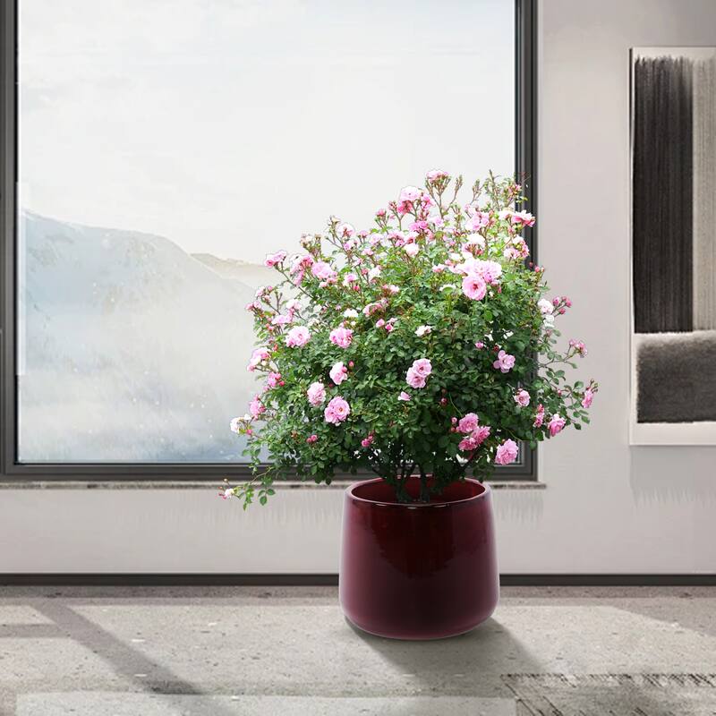 Handmade Ceramic Planter Set of 4 - Perfect for Succulents & Cacti