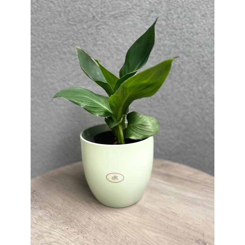 6.3" Ceramic Basel Fashion Indoor Plant Pots - Matte Light Gray, Matte Lavender or Matte Linden Green