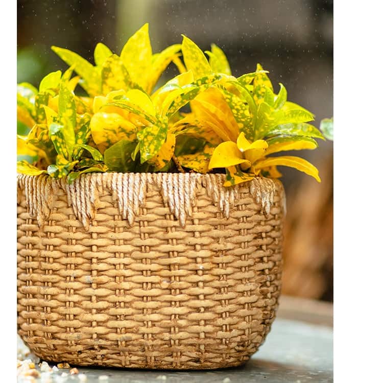 RusticReach Lady Straw Basket Cement Planter