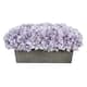 Option Lavender