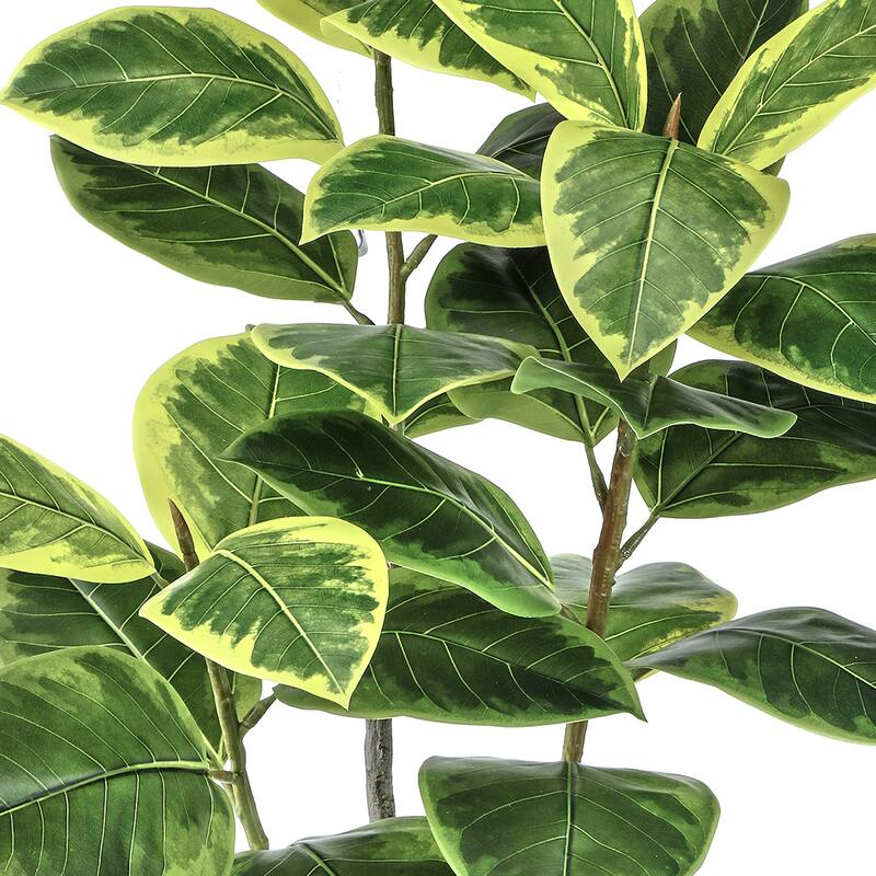 Potted Variegated Rubber Tree 51"