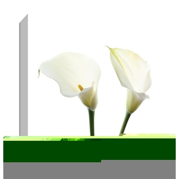 PTM Images 9-147546 PTM Canvas Collection 12" x 12" - "White Beauty V" Giclee Flowers Art Print on Canvas