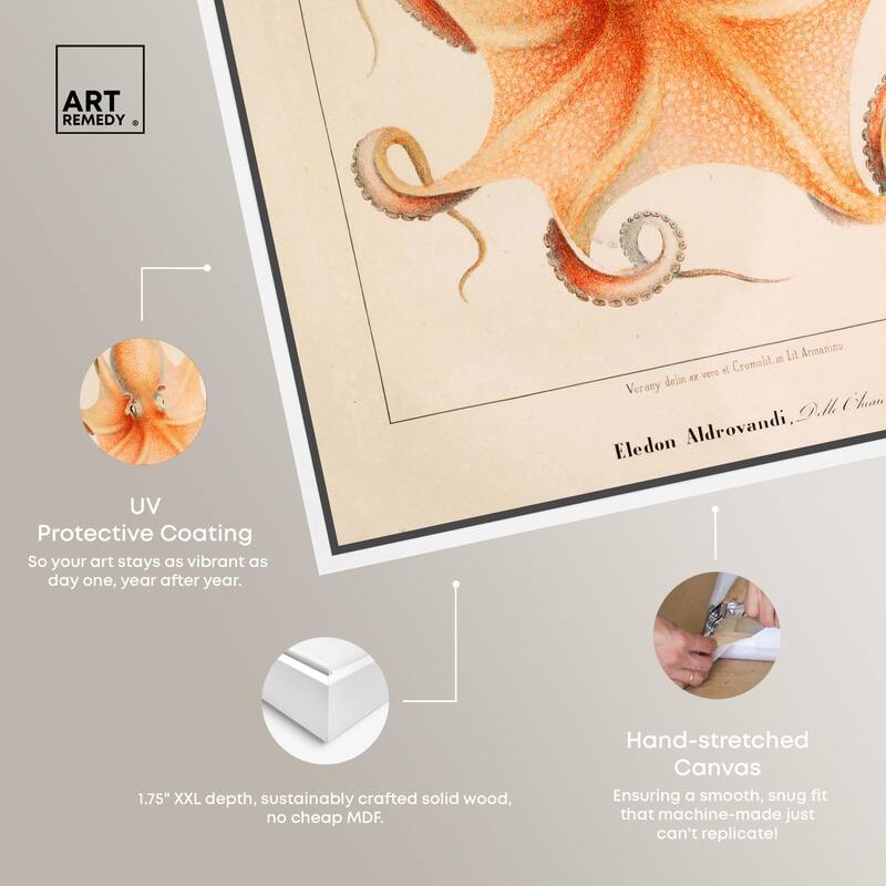 Verany The Octopus 1815 II Canvas by Art Remedy