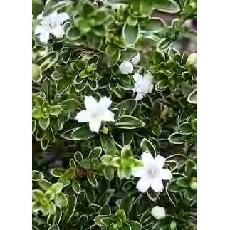 Japanese Serissa Tree -"Tree of a thousand stars" - 4" Pot