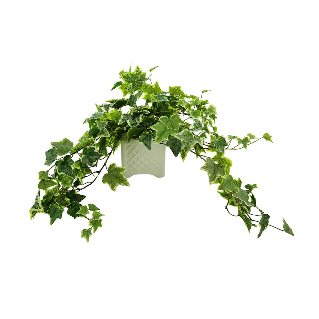 Ivy Arrangement in Square Ceramic Pot - Green