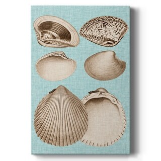 Sepia & Aqua Shells IX Premium Gallery Wrapped Canvas - Ready to Hang