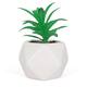 Option Dyckia Platyphylla
