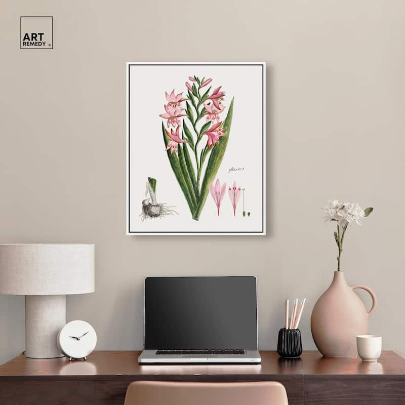 Gladiolus Carneus Canvas by Art Remedy