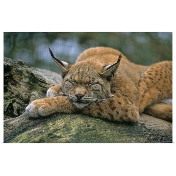 Eurasian lynx print by Editors Choice