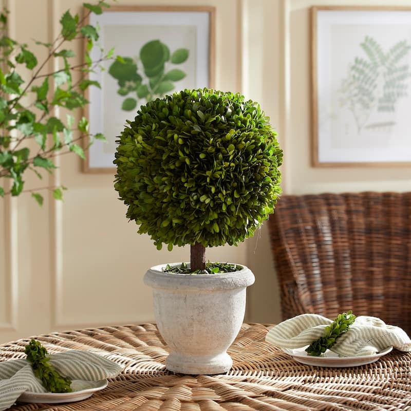 Boxwood Single 11" Ball Topiary In Pot - Green