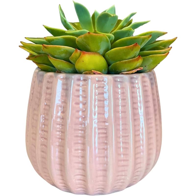 4.5 inch Ceramic Flower Pot - Pink