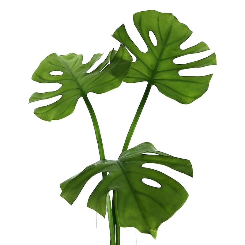 Organic Modern Split Philo Arranged in a Clear Glass Vase - Green