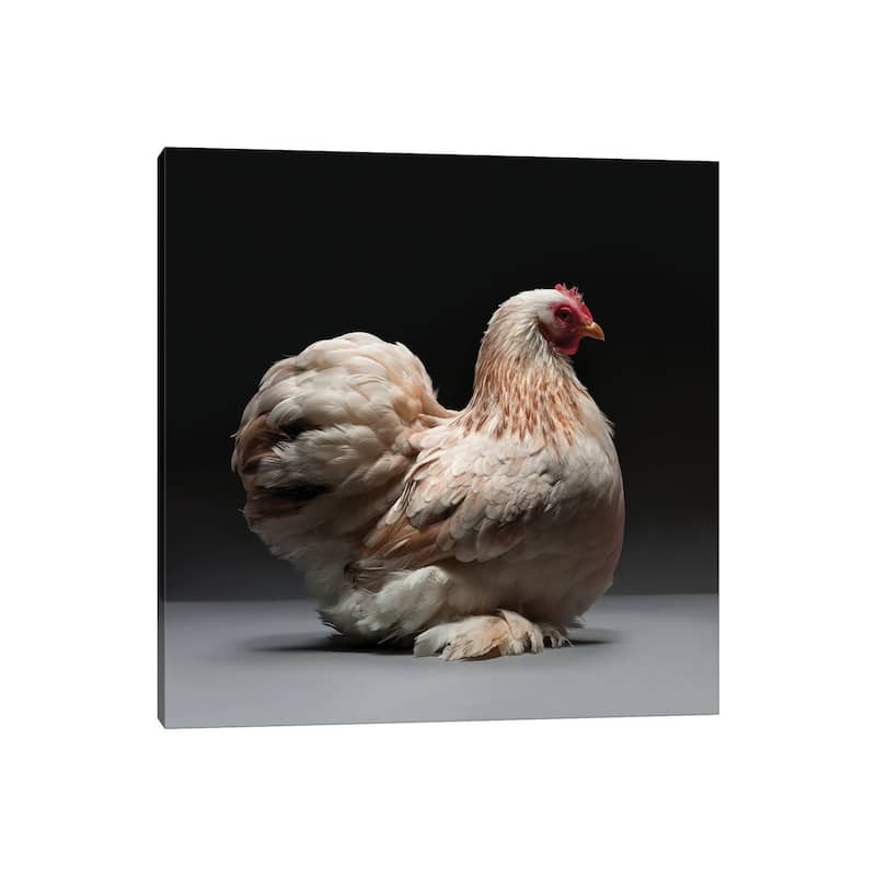 iCanvas "Cochin Bantam" by CHICken Canvas Print