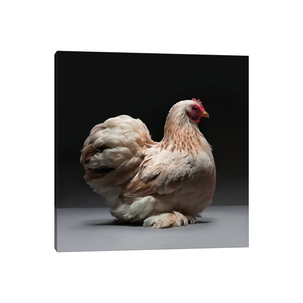 iCanvas "Cochin Bantam" by CHICken Canvas Print