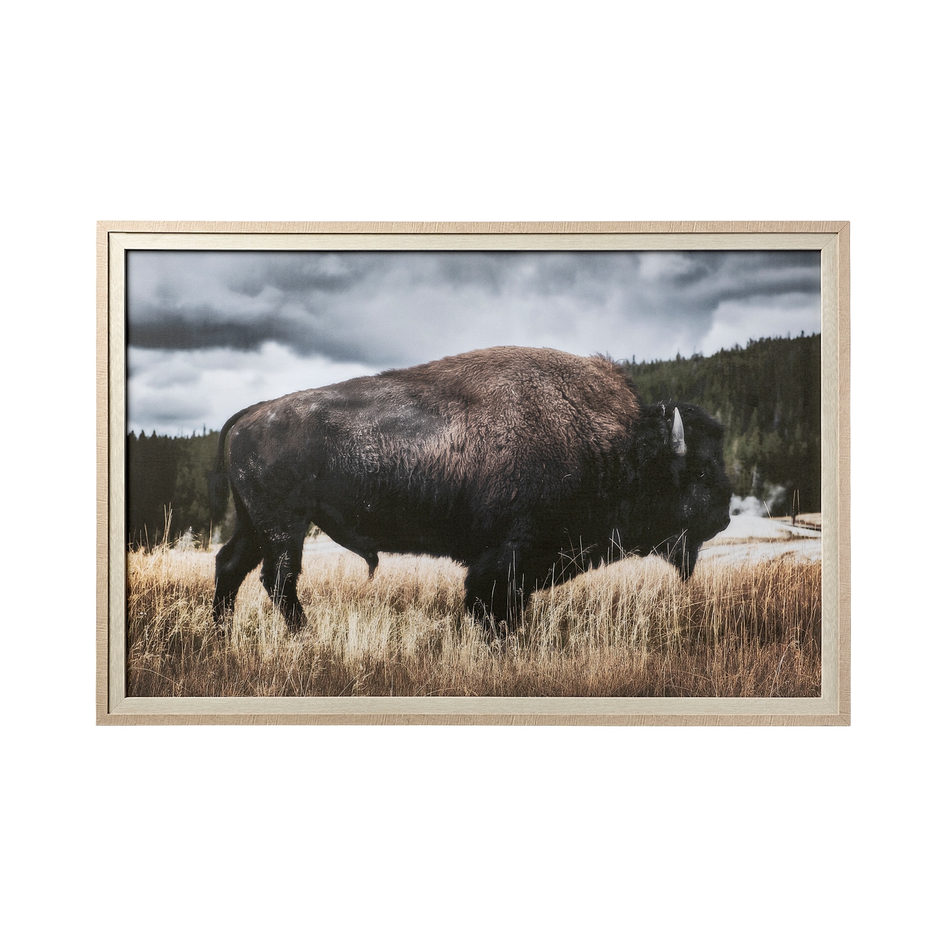 Mercana Yellowstone Bison by Dunker a Framed Photo Art Print Matted under Glass