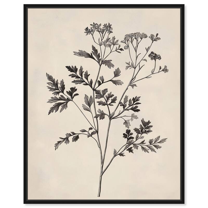 Aniseed Anatomy I Canvas by Art Remedy - Black - 30" x 36"