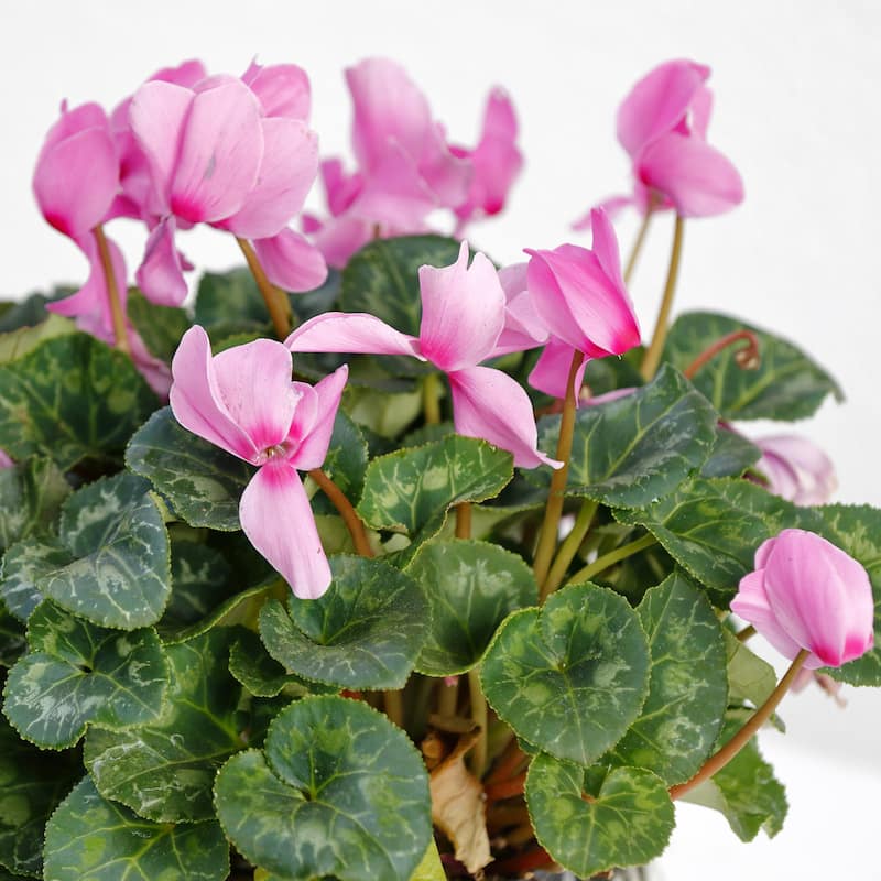 Pink Crush Cyclamen Flowers - 9 Bulbs - Attracts Butterflies, Bees & Hummingbirds - 9 Bulbs