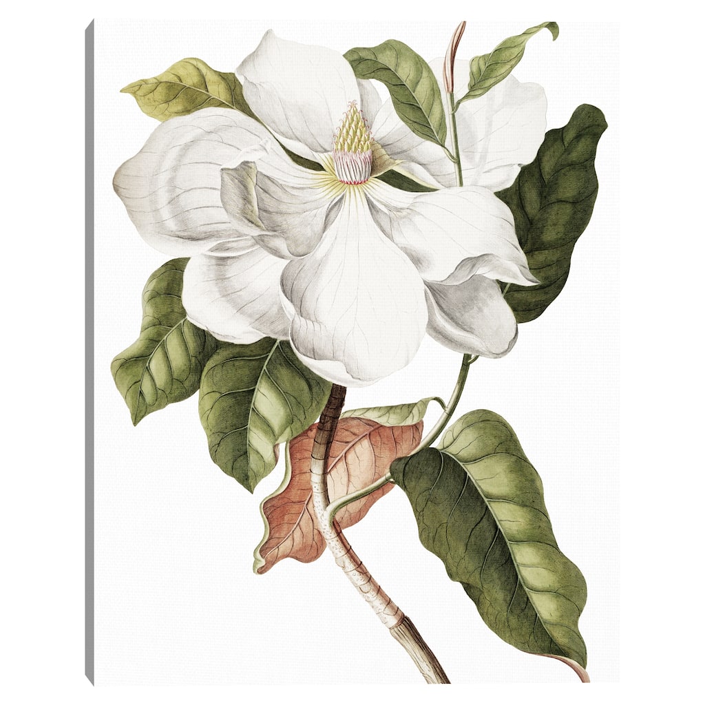 Southern Magnolia Crop Lite by Design Lab Canvas Art Print