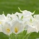 preview thumbnail 5 of 13, Enova Home 20 Pieces Real Touch Faux Calla Lily Artificial Flowers in Vase with Faux Water for Dining Table Decor, Wedding Event