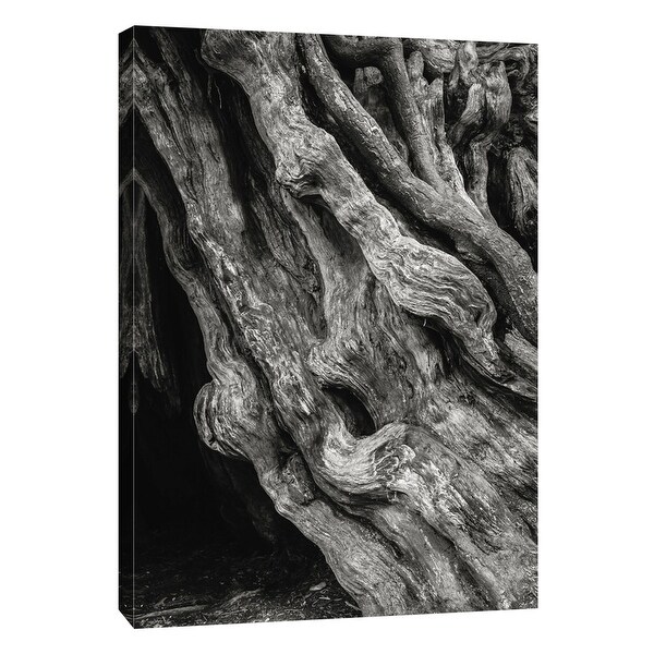 PTM Images 9-105194 PTM Canvas Collection 10" x 8" - "Kalaloch Big Cedar 4, Olympic National Park" Giclee Trees Art Print on