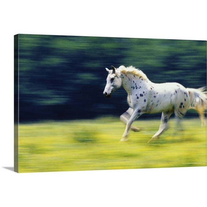 Shop Appaloosa Horse Running In Field Canvas Wall Art