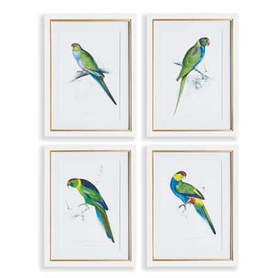 Colorful Parrot Prints, Set Of 4