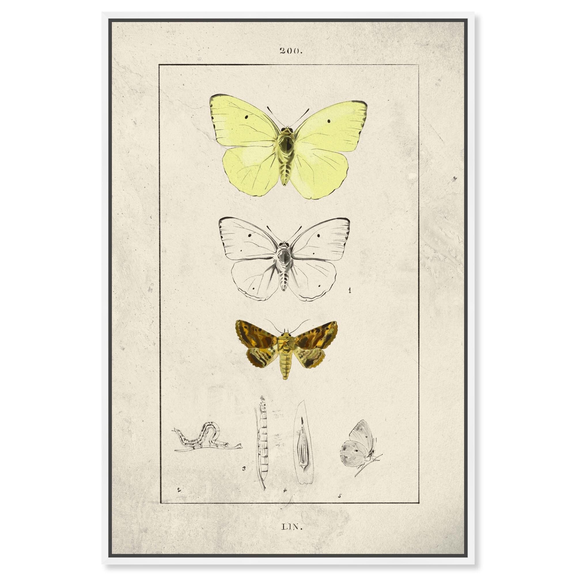 Botanical Butterfly Canvas Butterfly Art Prints by Art Remedy
