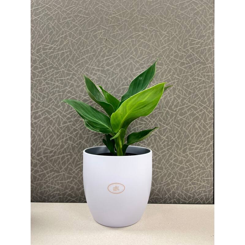 6.3" Ceramic Basel Fashion Indoor Plant Pots - Matte Light Gray, Matte Lavender or Matte Linden Green