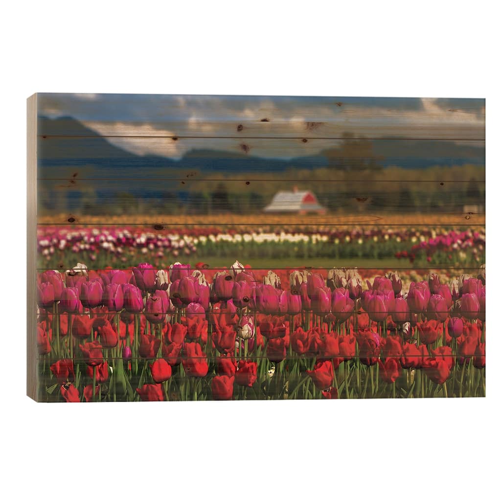 Mount Vernon, Washington State, Field of colored tulips with a bard Print On Wood by Jolly Sienda - Multi-Color