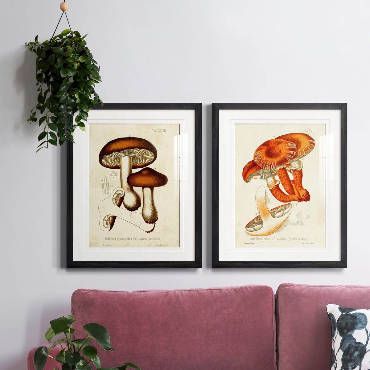 Mushroom Varieties VI Premium Framed Print - Ready to Hang - Multi ...