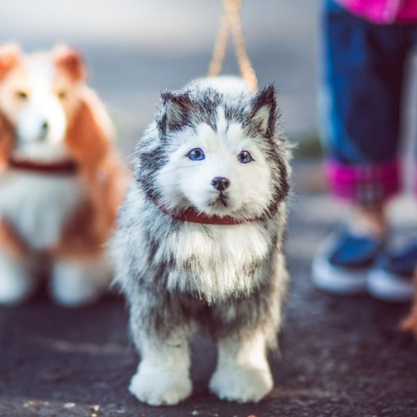 dog with doll