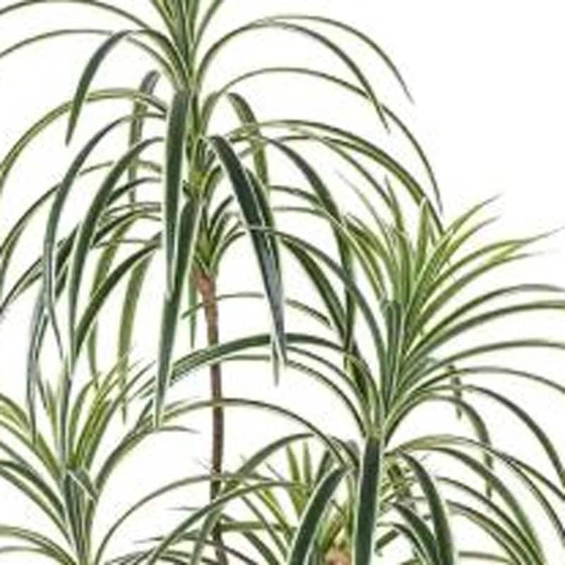 HomeRoots 63" Green Artificial Dracaena Tree in a Black Pot - 6.69 in. x 62.99 in. x 6.69 in.